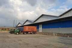 plant-3
